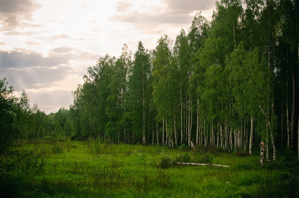 Молодой лес картинки