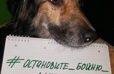 отстрел собак Дагестан