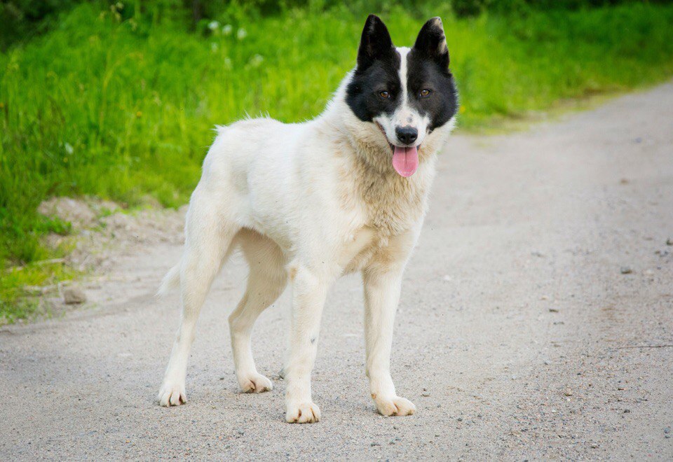 Мурманск общественное наблюдение за отловом собак