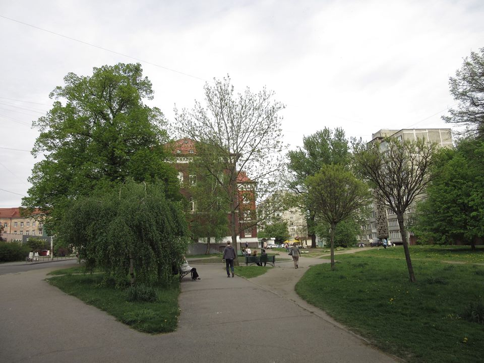 Калининград вырубка деревьев сбор подписей