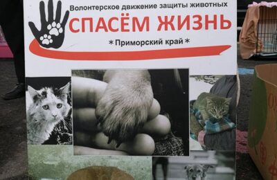 кошки