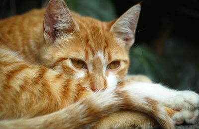 кот