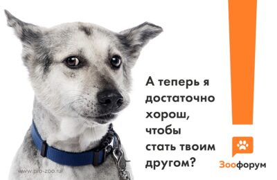 собаки из приютов