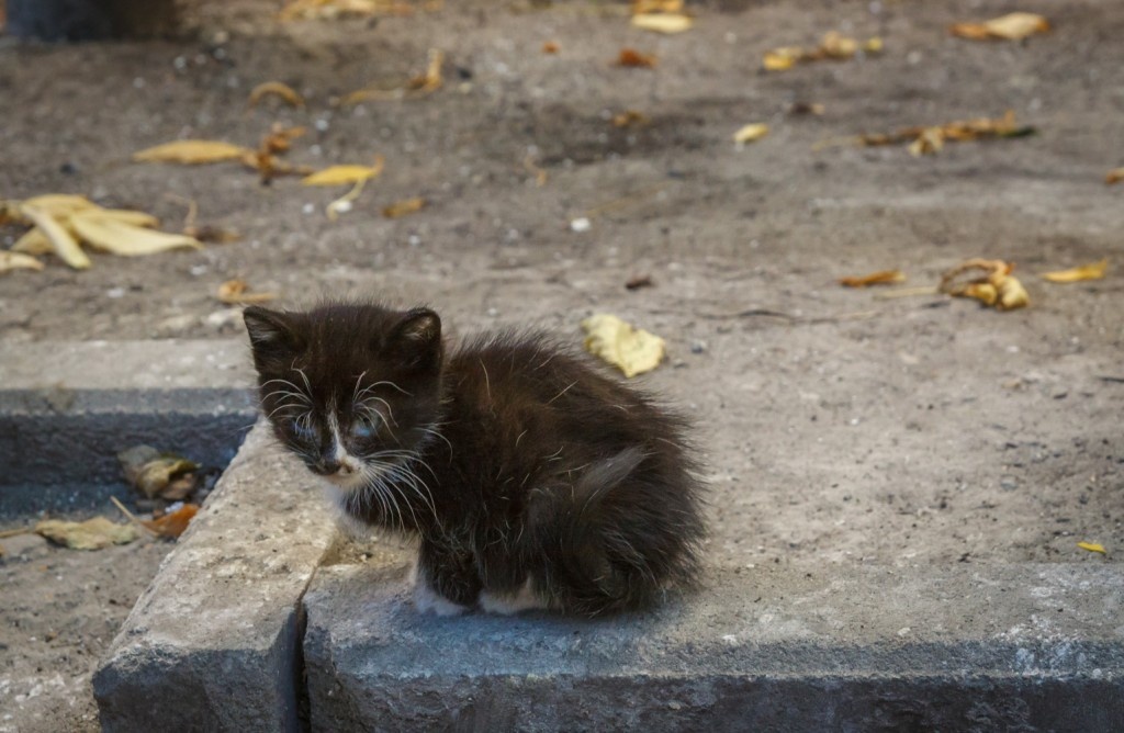 15 уютных домиков для кошки своими руками - Лайфхакер