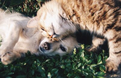 кошка и собака