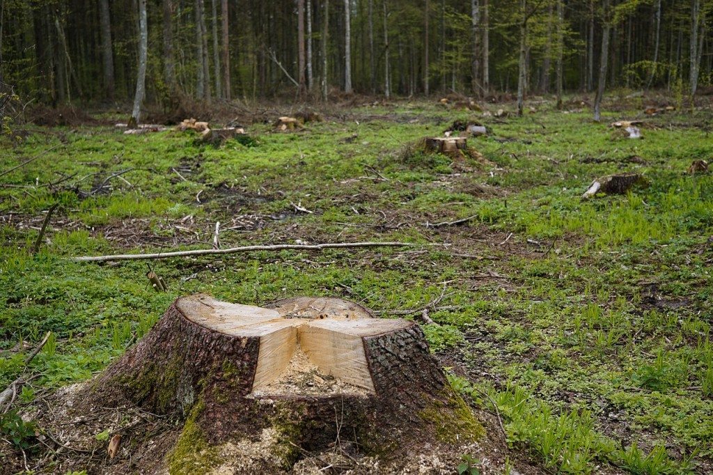 лес вырубка Краснодарский край