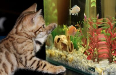 котенок рыбки