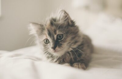 котенок