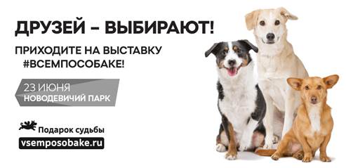 Приходите выбирать. Фонд подарок судьбы. Фонд животных «подарок судьбы».. Подарок судьбы приют Москва. Выставка собак из приютов в Москве 2021 расписание.