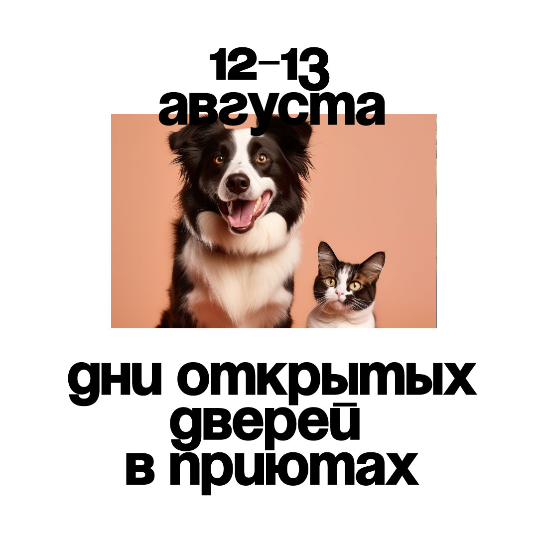 Дни открытых дверей в приютах для бездомных животных - Агентство социальной  информации