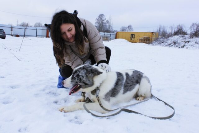 хаски хэлп