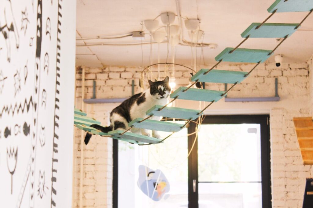 котобюро