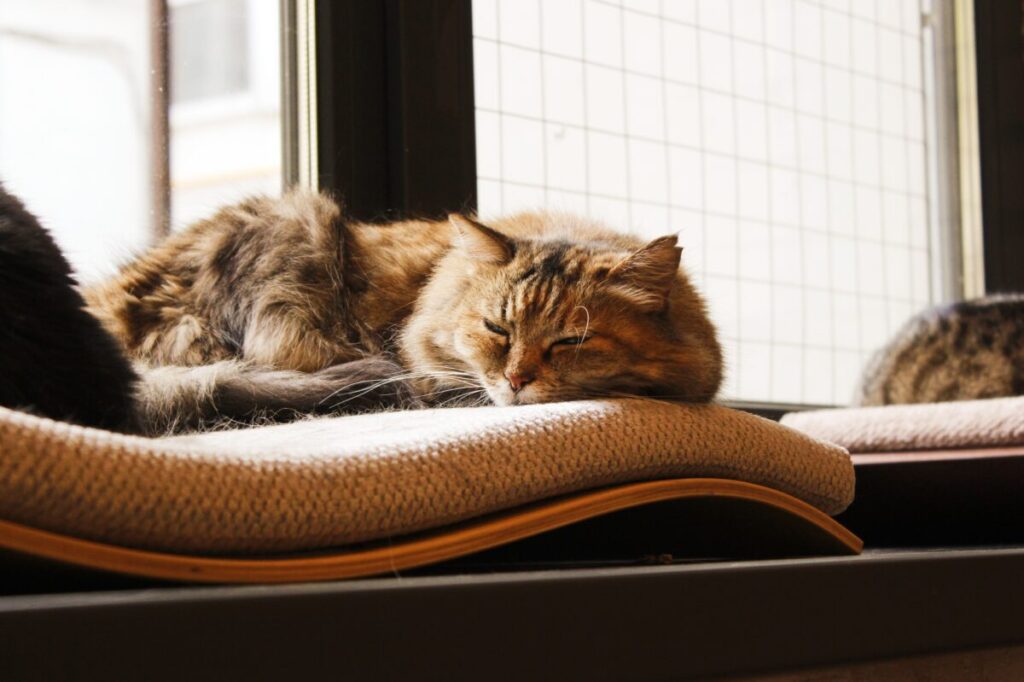 котобюро