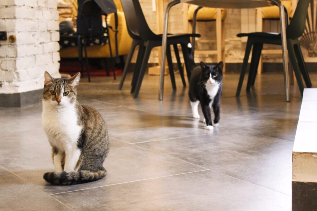 котобюро