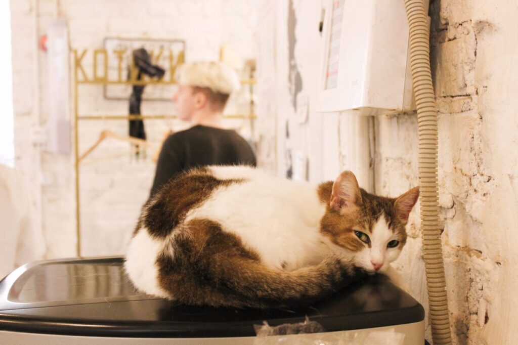 котобюро
