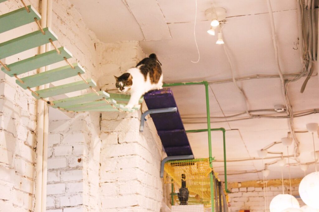 котобюро