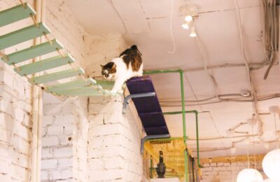котобюро