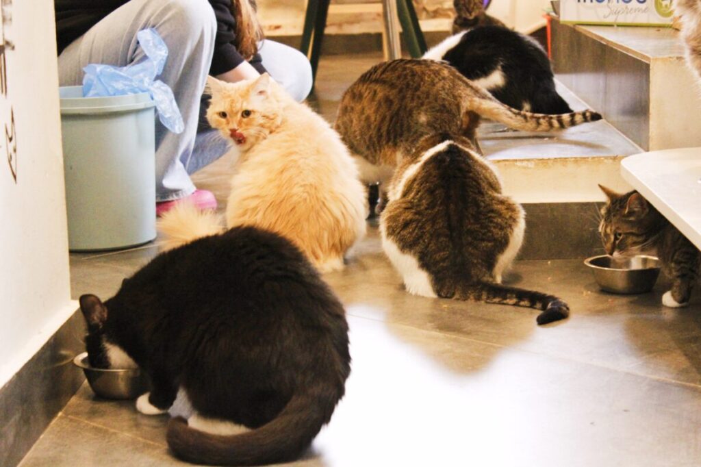 котобюро