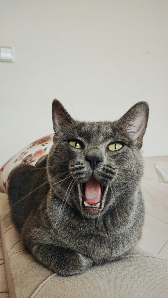 Кошка