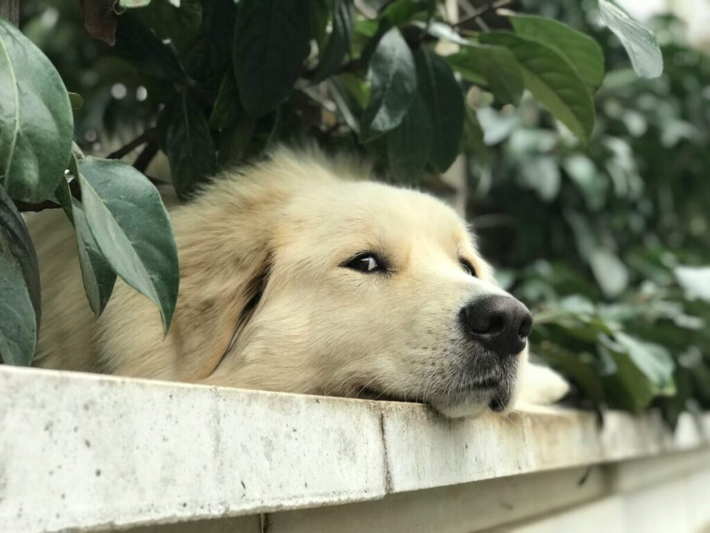Собака