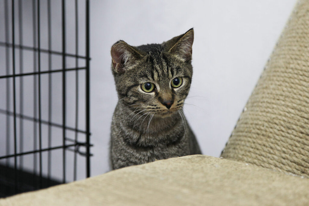 Котель Смоленск