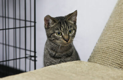 Котель Смоленск