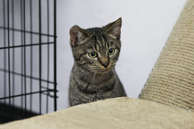 Котель Смоленск