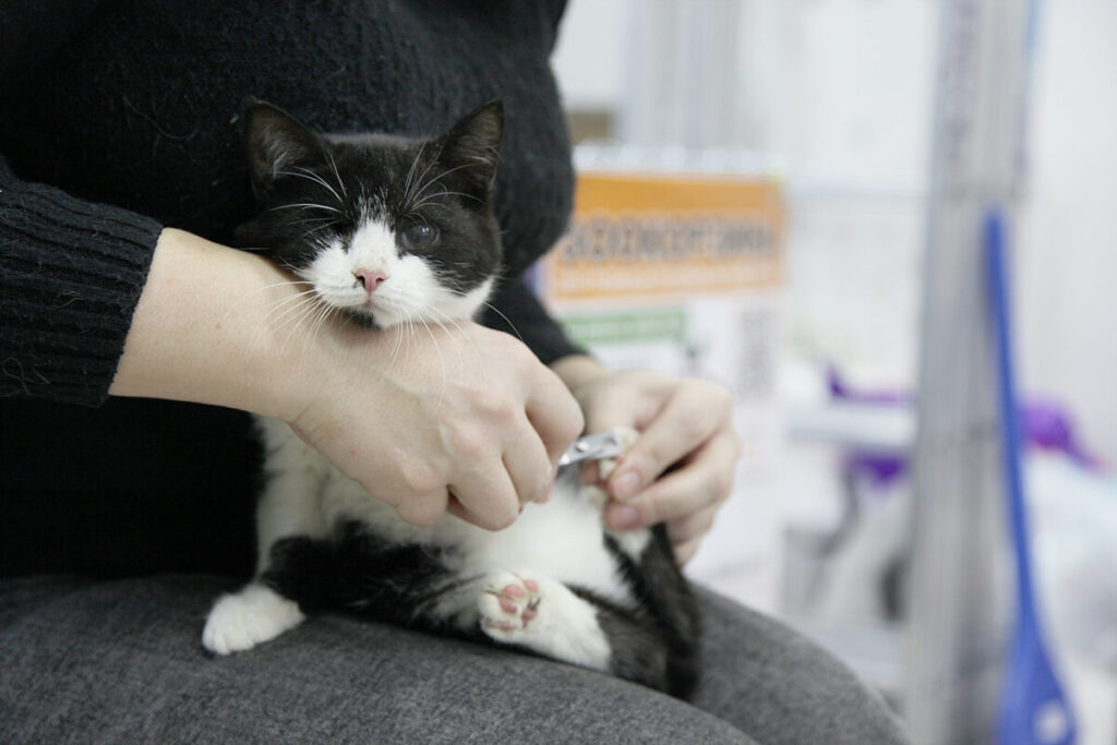 Котель Смоленск