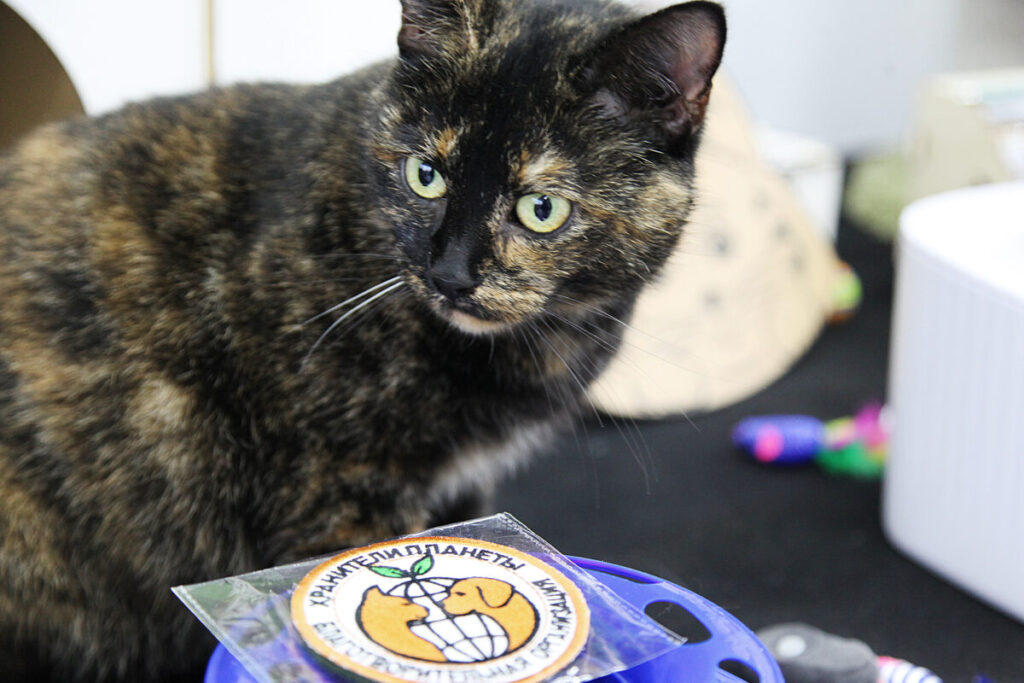 Котель Смоленск