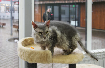 Котель Смоленск