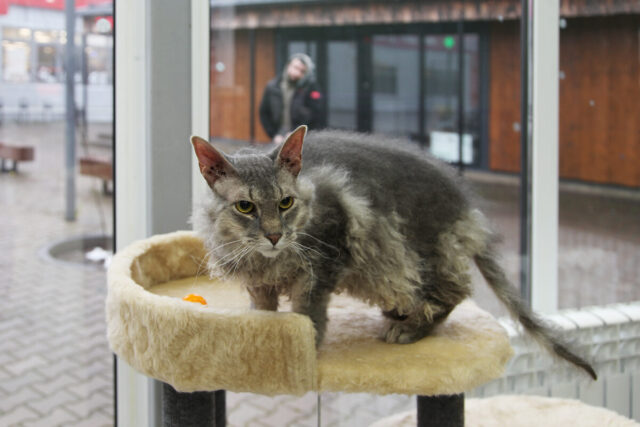 Котель Смоленск