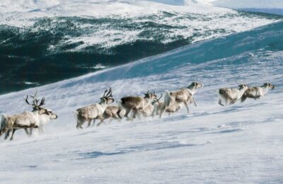 Северные олени