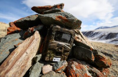 Фотоловушка на снежного барса