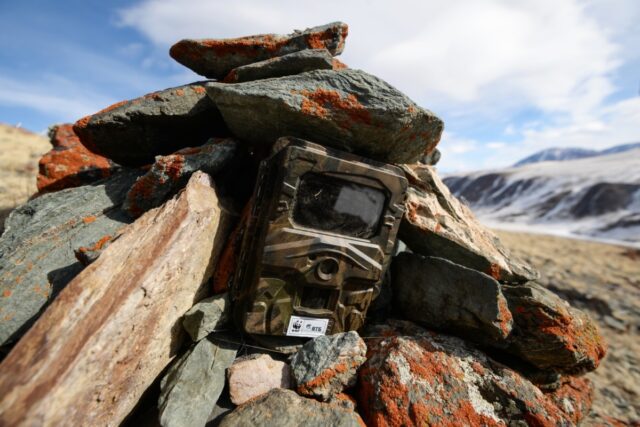 Фотоловушка на снежного барса