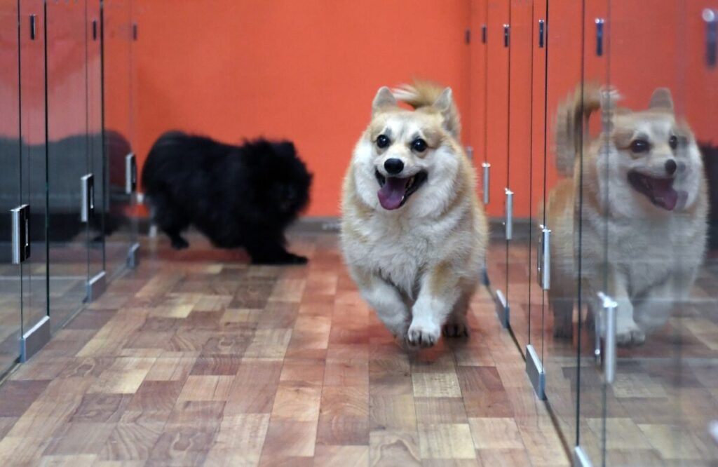 как выбрать зоогостиницу