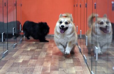 как выбрать зоогостиницу