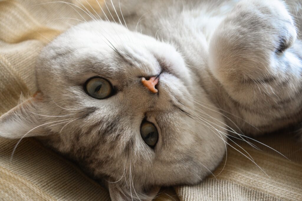 Кот